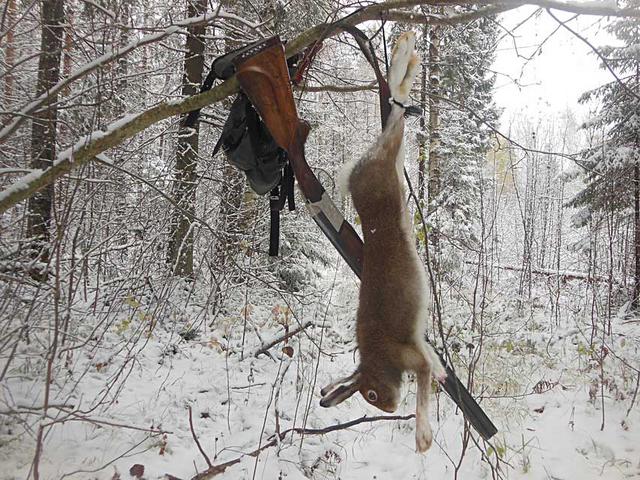 В Отрезной: Заяц и ТОЗ-34 (На следующий день после снегопада).